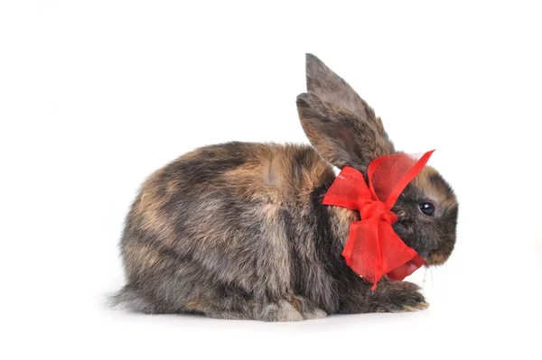 Roztomilý králík — Stock fotografie
