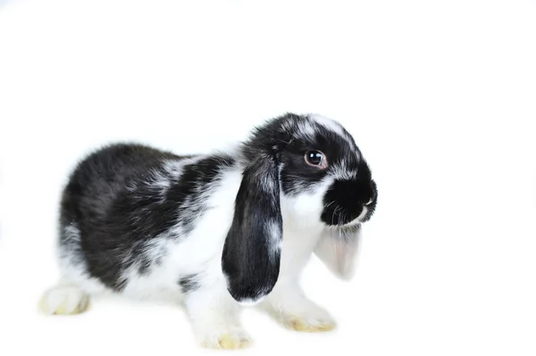 L bel coniglio — Foto Stock