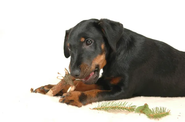 stock image Doggy playing with stick