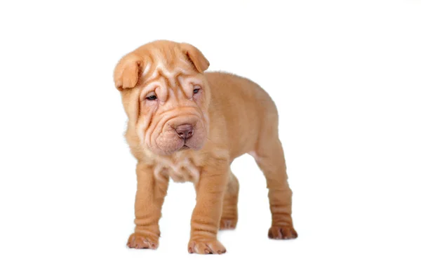 Kahverengi köpek yavrusu — Stok fotoğraf