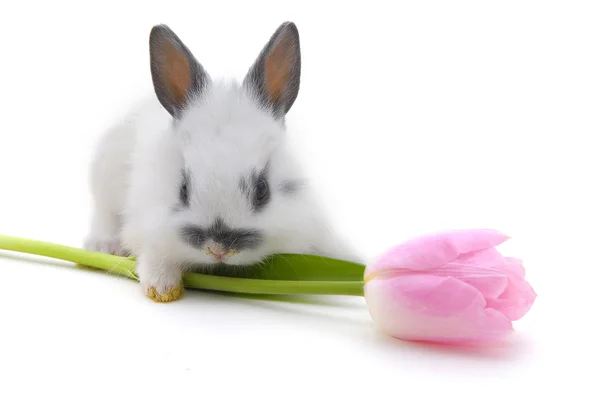 Small rabbit with flower — Stock Photo, Image