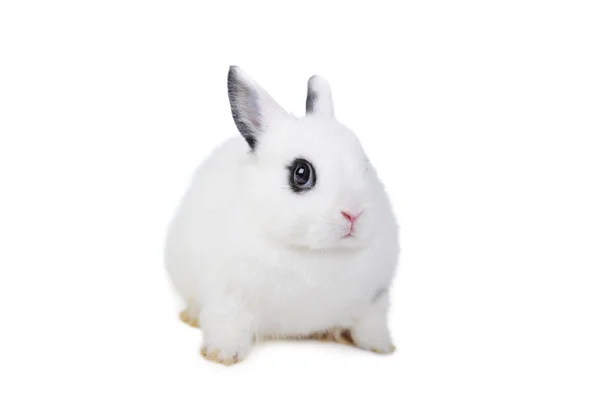 L güzel tavşan — Stok fotoğraf