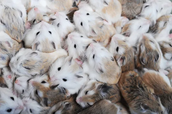 Muitos hamsters vista superior — Fotografia de Stock