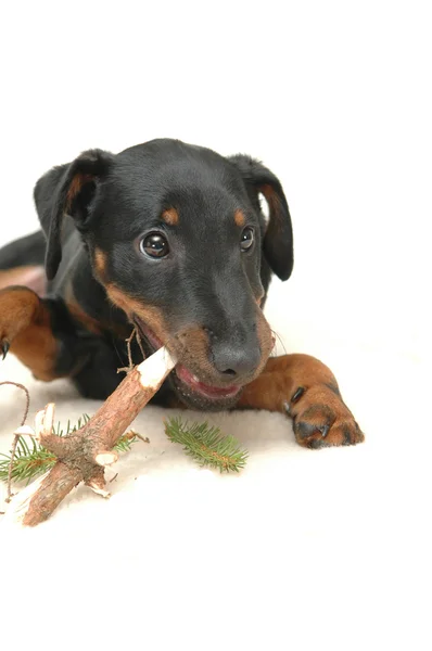 Собака играет с клюшкой — стоковое фото