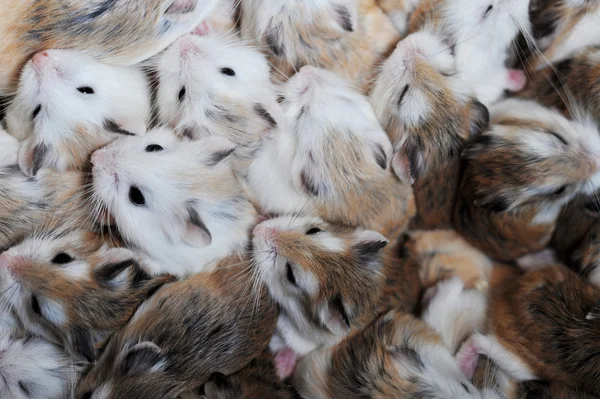 stock image Small hamsters