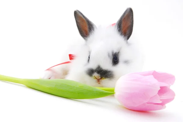 꽃과 작은 토끼 — 스톡 사진