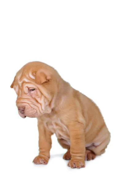 Cãozinho castanho — Fotografia de Stock