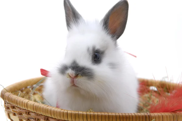 Mały królik w koszyku — Zdjęcie stockowe