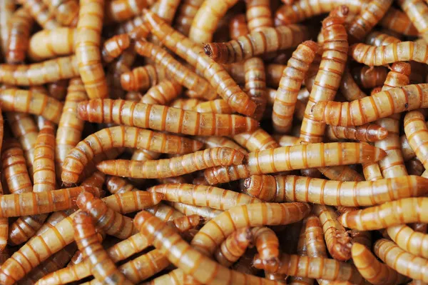 Brzydkie robaki — Zdjęcie stockowe