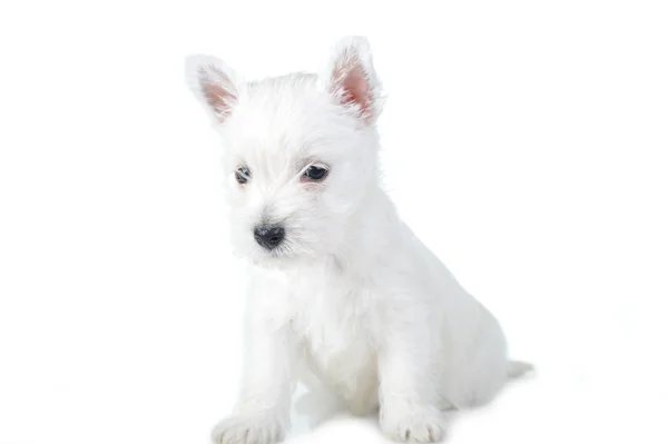 Cucciolo bianco — Foto Stock
