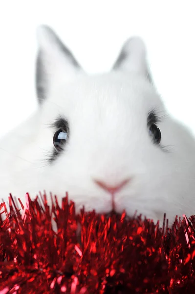 Kanin med garland — Stockfoto