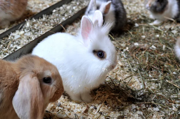 多くの小さなウサギ — ストック写真