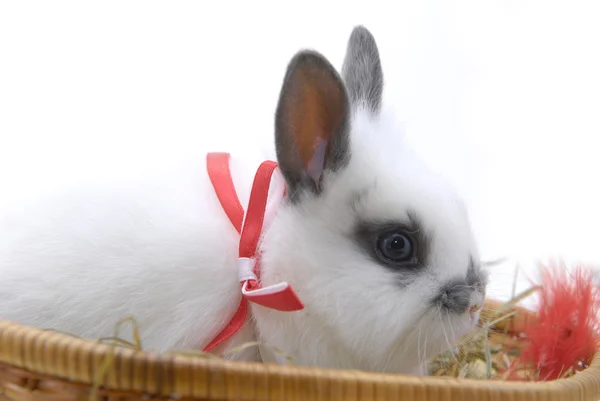 Malý králík v košíku — Stock fotografie