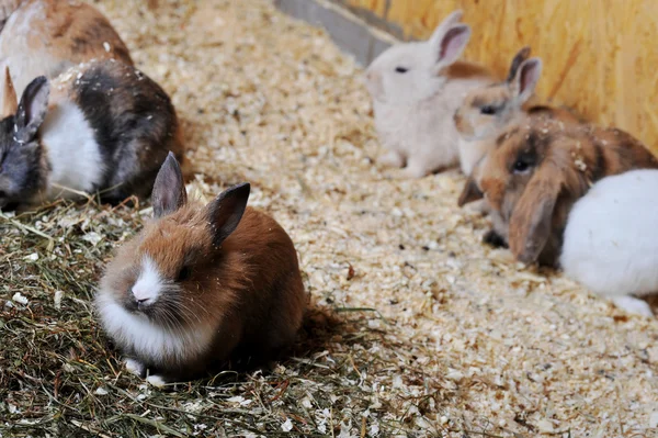 stock image Many small rabbits