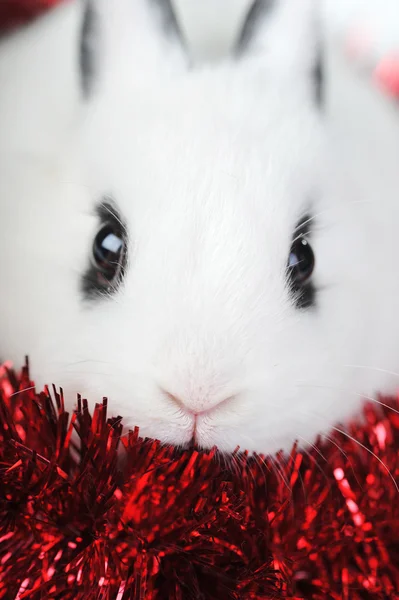 Cute small rabbit and red ribbon — Stock Photo, Image