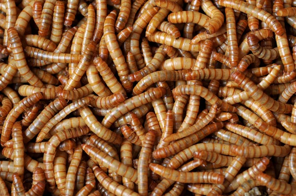 Many larvae — Stock Photo, Image