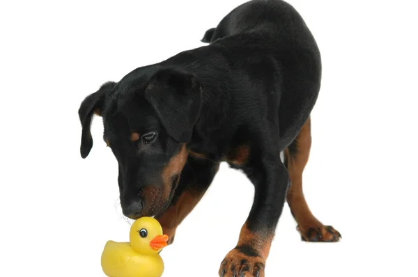 Perrito jugando con pato — Foto de Stock