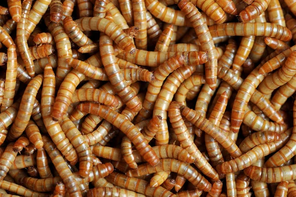 Muitas larvas — Fotografia de Stock