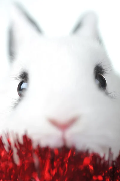 Rabbit with garland — Stock Photo, Image