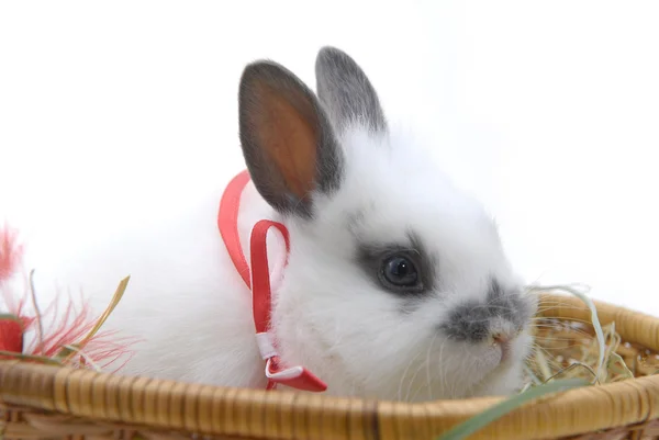 Small rabbit in basket — Stock Photo, Image