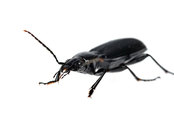 stock image Black beetle very close up