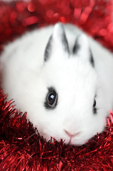 Кролик із вінком у дзьобі — стокове фото