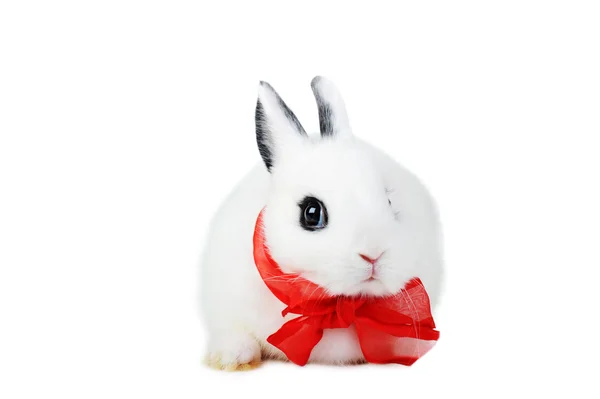 Kaninchen mit roter Schleife — Stockfoto