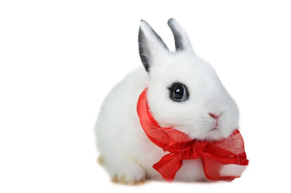 红丝带兔 — 图库照片