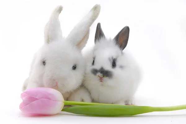 Маленький кролик и игрушка с цветами — стоковое фото