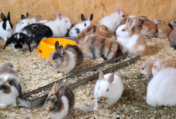 Много маленьких кроликов — стоковое фото