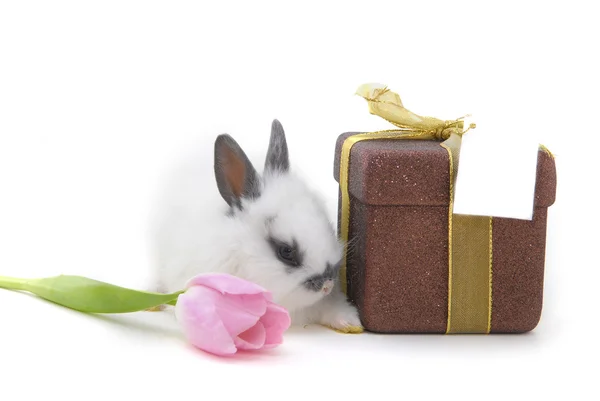 Pequeno coelho com flor e presente — Fotografia de Stock