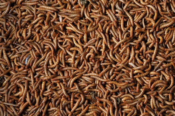 Muchas larvas — Foto de Stock