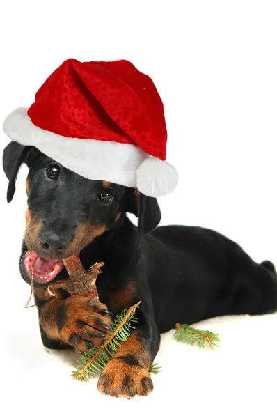 Hund mit Weihnachtsmütze — Stockfoto