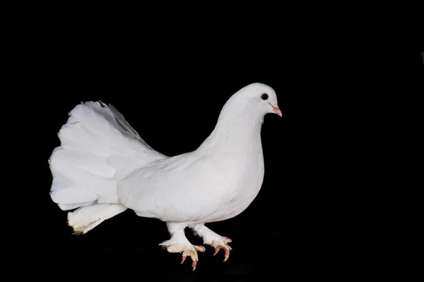 Białe gołębie — Zdjęcie stockowe