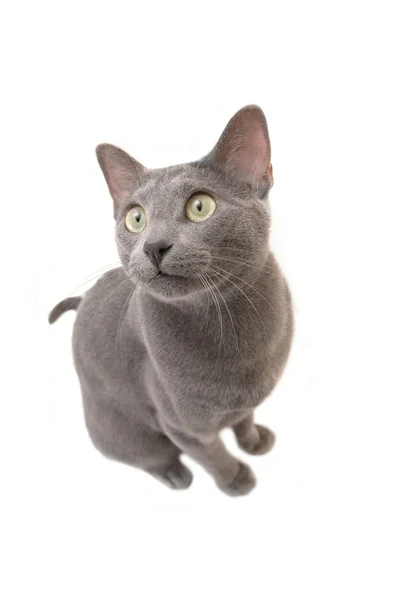 러시아어 블루 고양이 — 스톡 사진