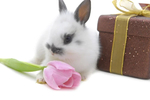 Piccolo coniglio con fiore e presente — Foto Stock