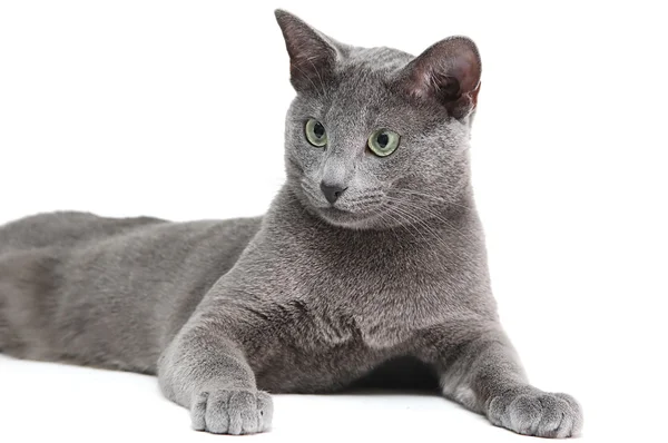 Russian blue cat — Stock Photo, Image