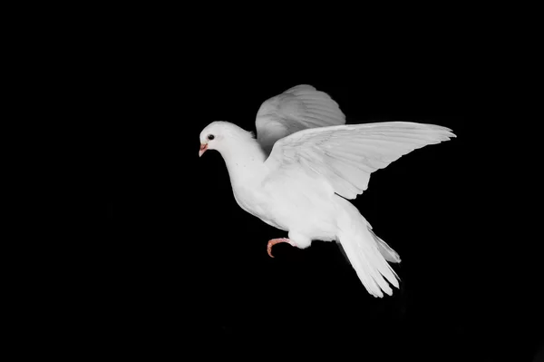 Weiße Taube und Hand — Stockfoto