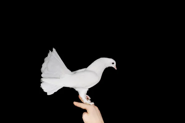 White pigeon and hand — Stok fotoğraf