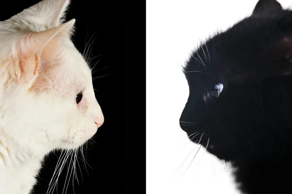 Черные и белые кошки — стоковое фото