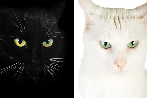 Černá kočka a bílá kočka — Stock fotografie