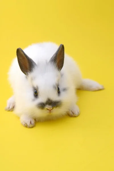 Conejo pequeño —  Fotos de Stock