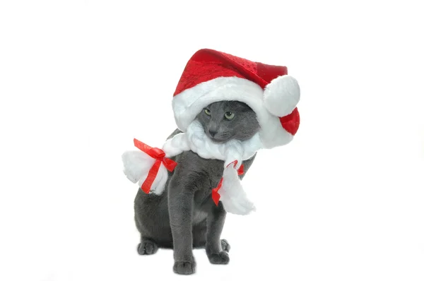 Gato com chapéu vermelho — Fotografia de Stock