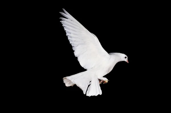 Pigeon blanc et main — Photo