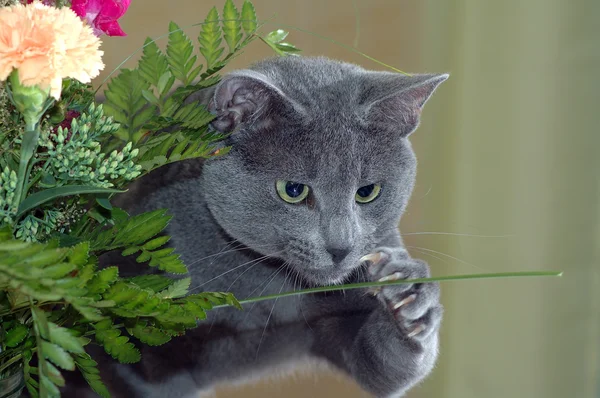 Gato captura flor —  Fotos de Stock
