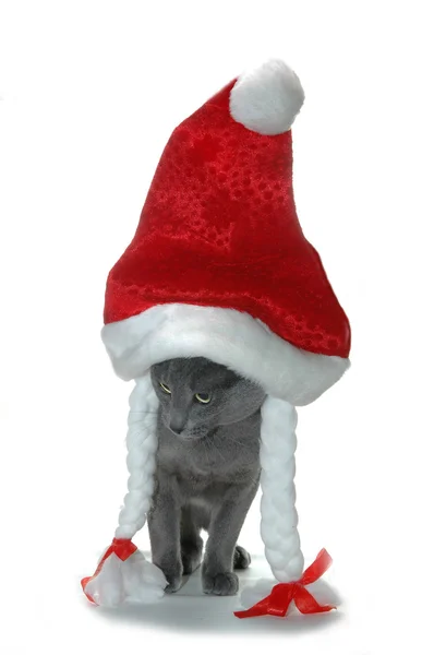 Kırmızı şapkalı kedi — Stok fotoğraf