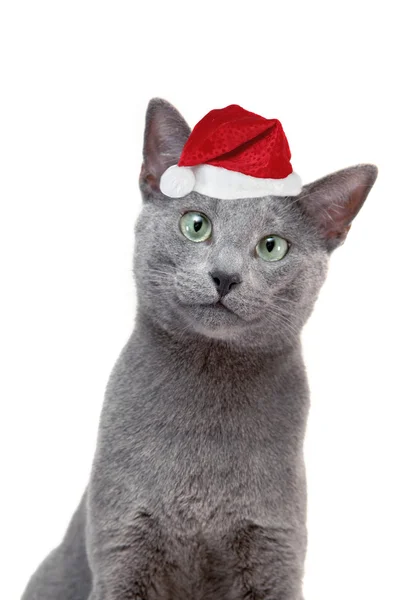 Katze mit Weihnachtsmütze — Stockfoto