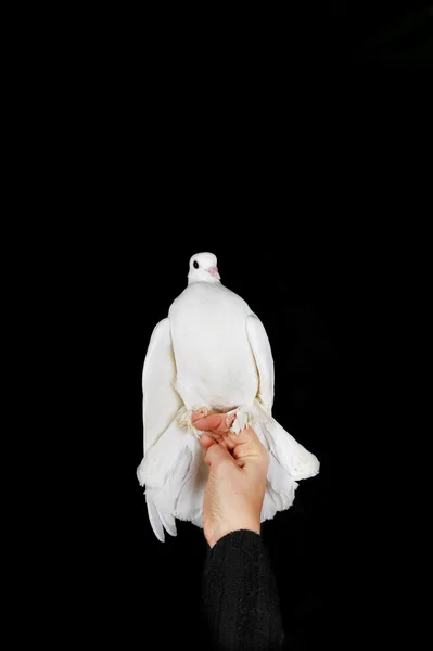 Paloma blanca y mano —  Fotos de Stock