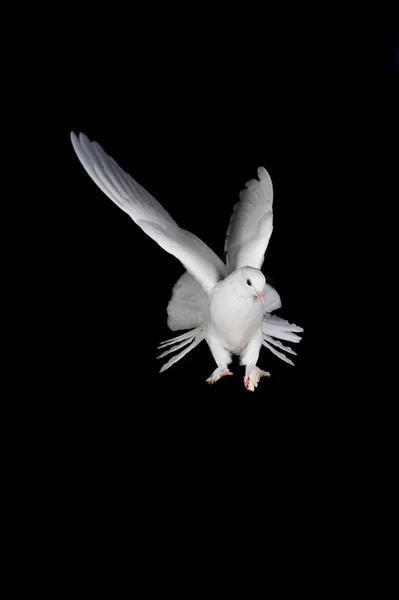 White pigeon and hand — Stockfoto