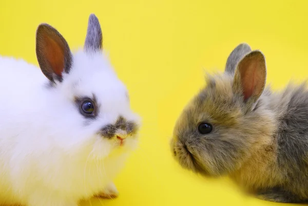 Kleine Kaninchen — Stockfoto